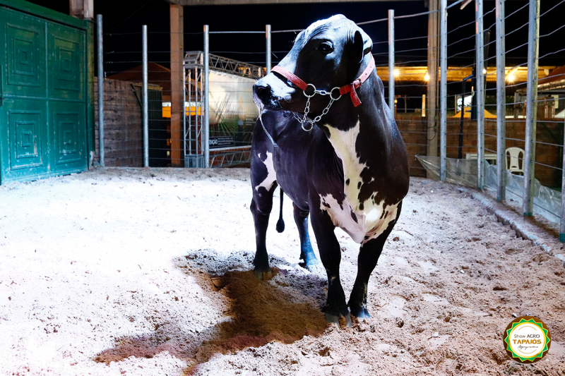 13º Leilão Raças do Tapajós